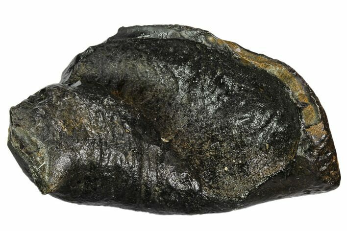 Fossil Whale Ear Bone - Miocene #109259